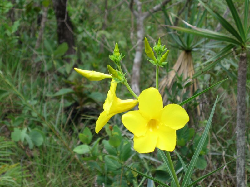 2008-01-09 Chapada (08)